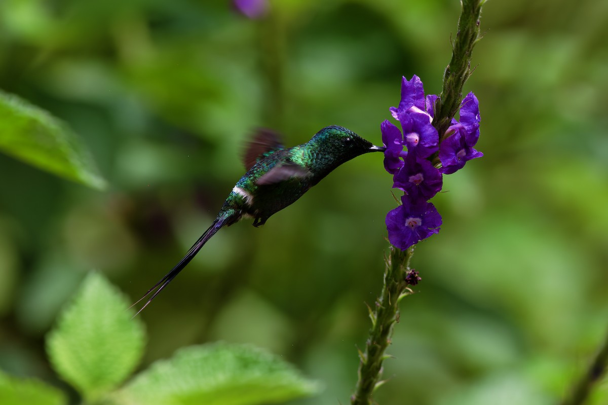 kolibřík trnoocasý - ML620092215