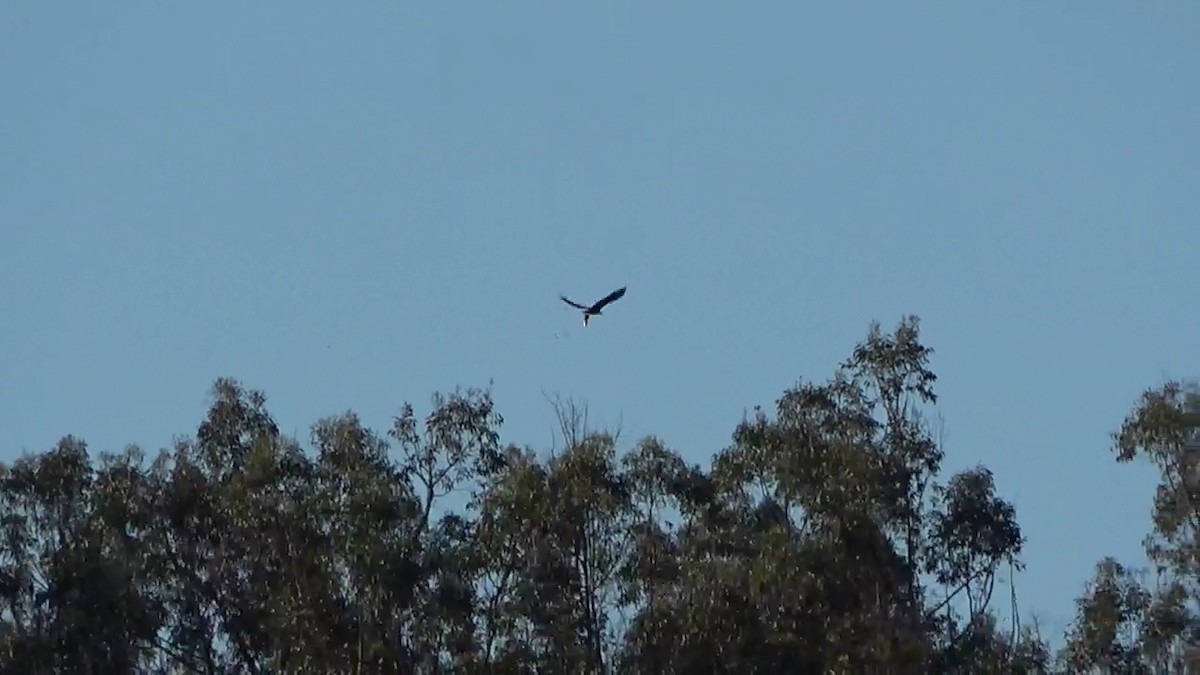 Bald Eagle - ML620092217