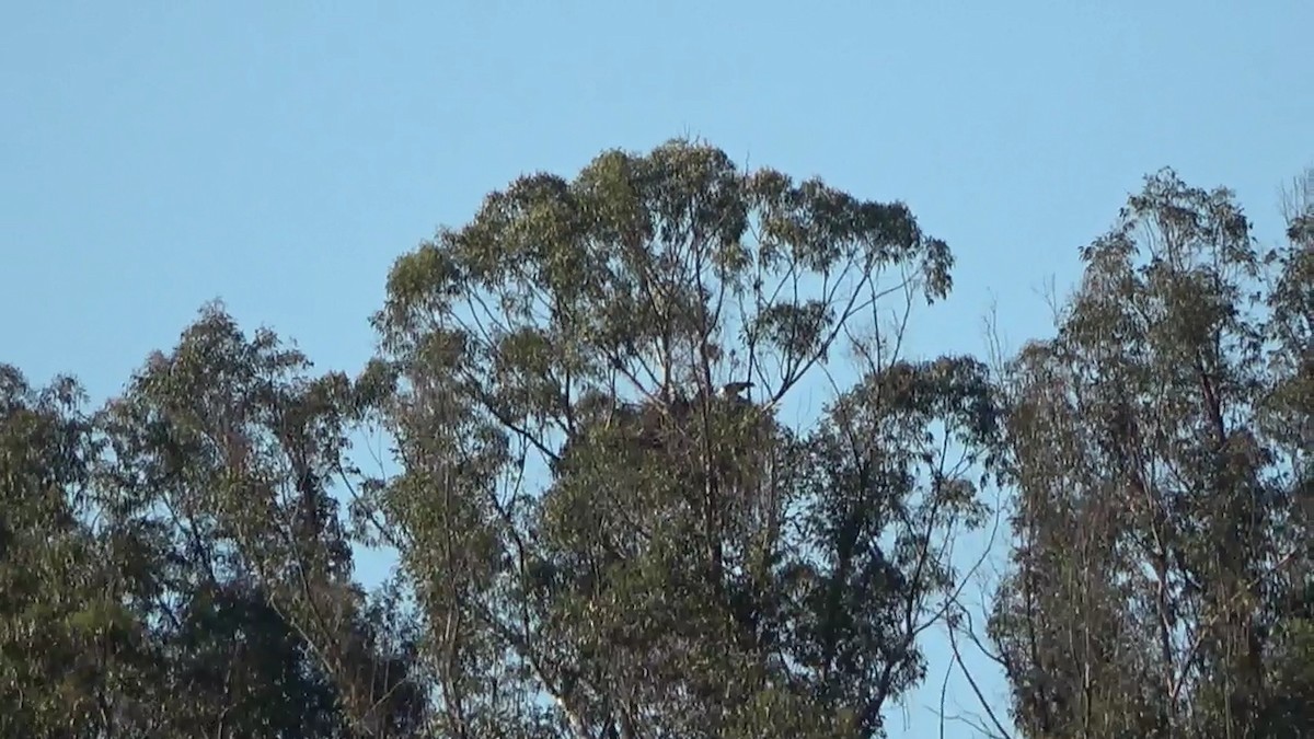 Bald Eagle - Bruce Schine