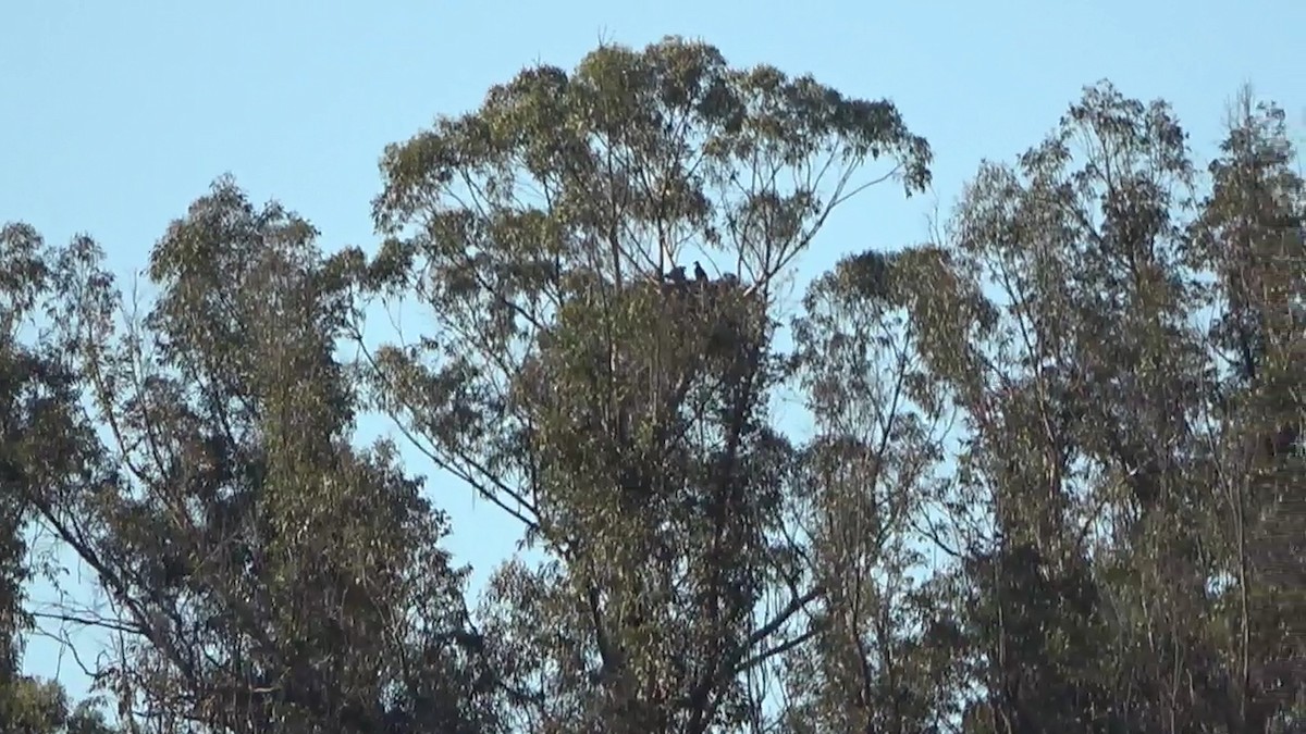 Bald Eagle - ML620092222