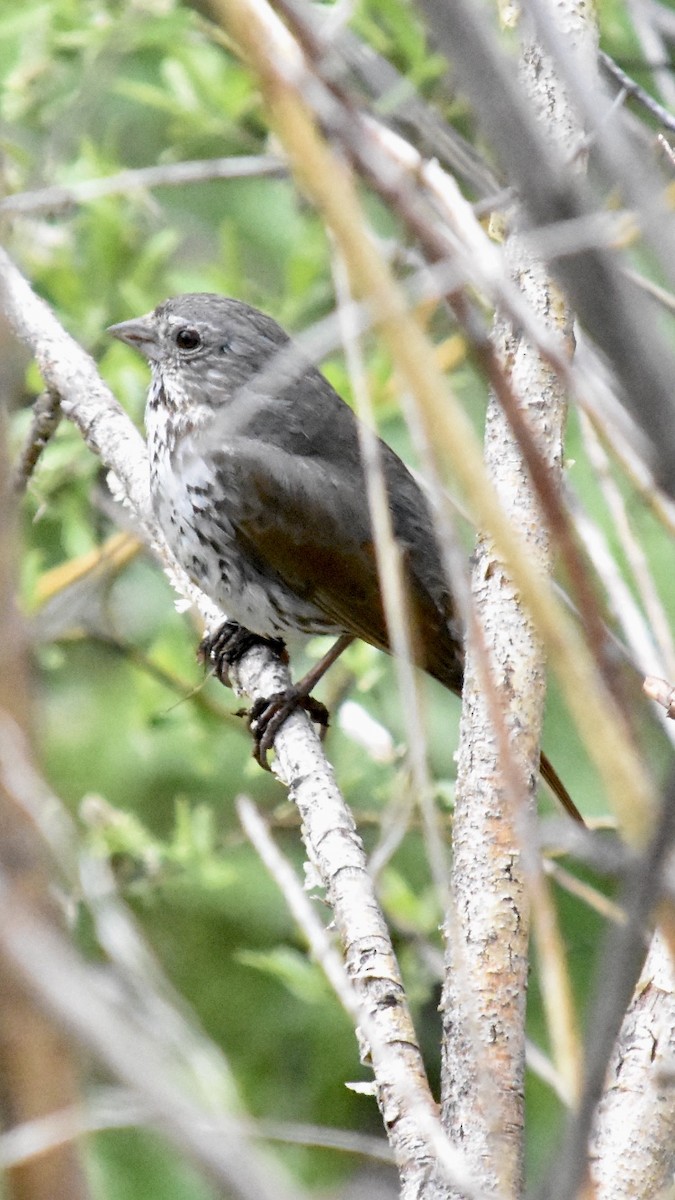 Fox Sparrow (Slate-colored) - ML620092259