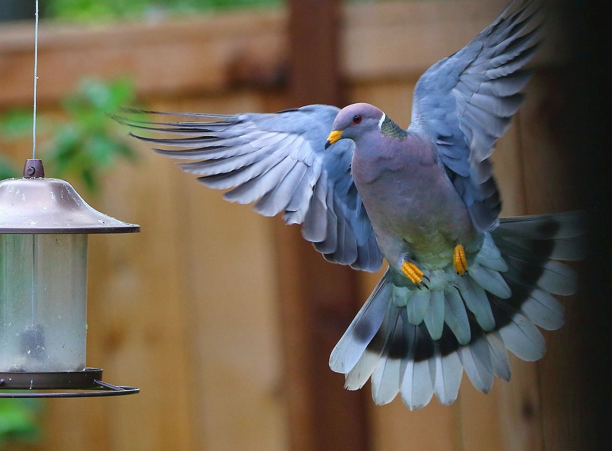 Band-tailed Pigeon - ML620092267