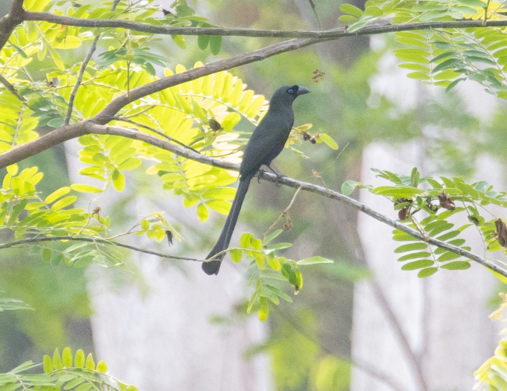 Racket-tailed Treepie - ML620092275