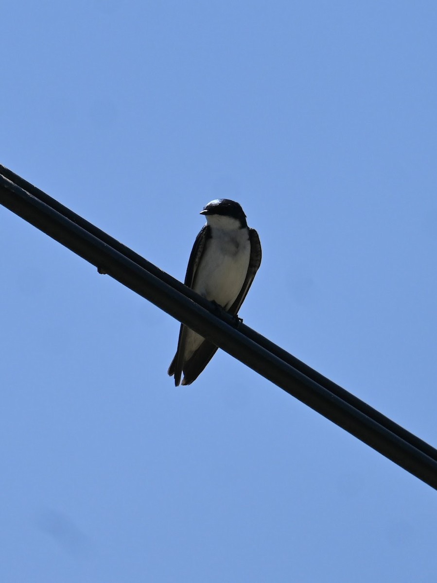 Tree Swallow - Skylar Carson-Reynolds