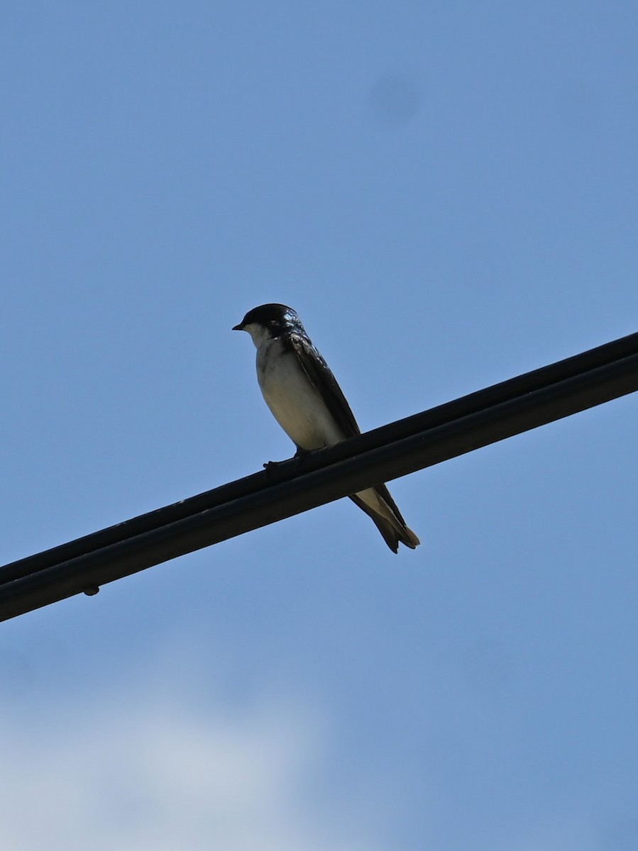 Tree Swallow - ML620092283