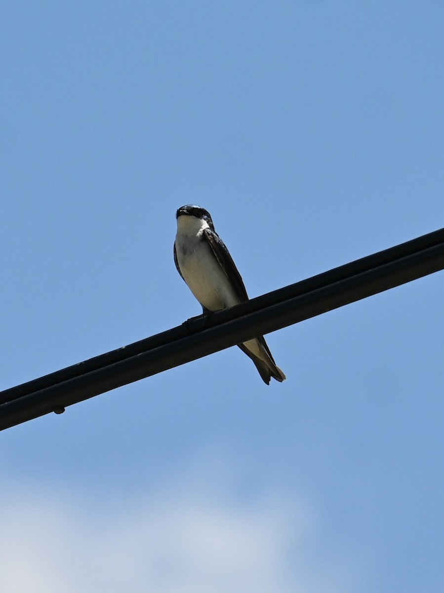 Tree Swallow - ML620092284