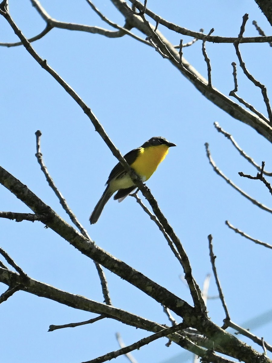 Yellow-breasted Chat - ML620092287