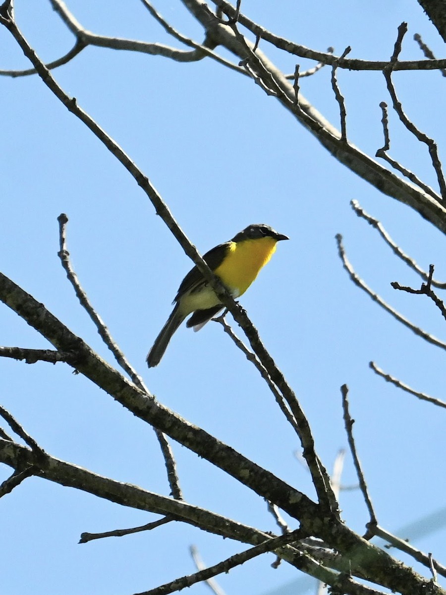 gulbrystparula - ML620092287