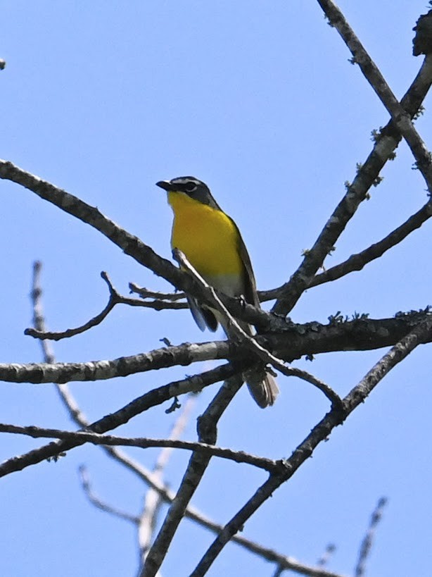 Yellow-breasted Chat - ML620092288