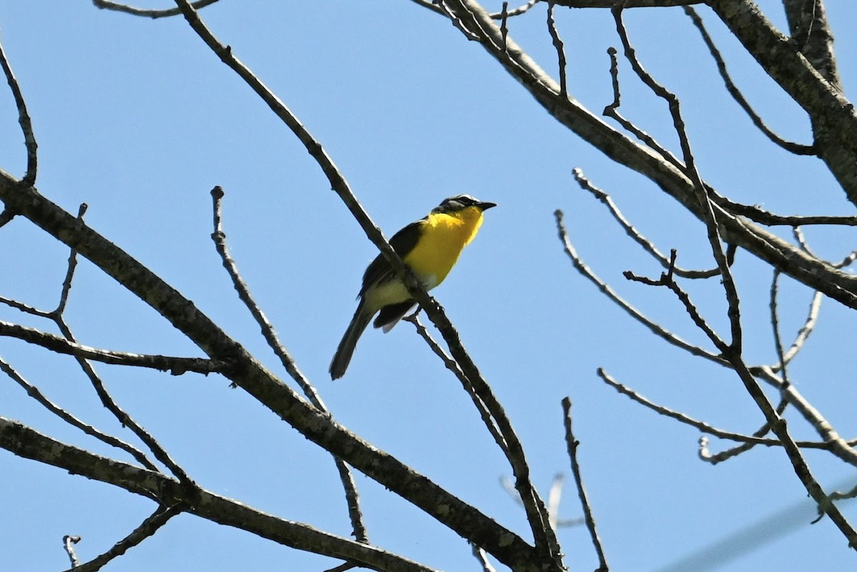 Yellow-breasted Chat - ML620092289