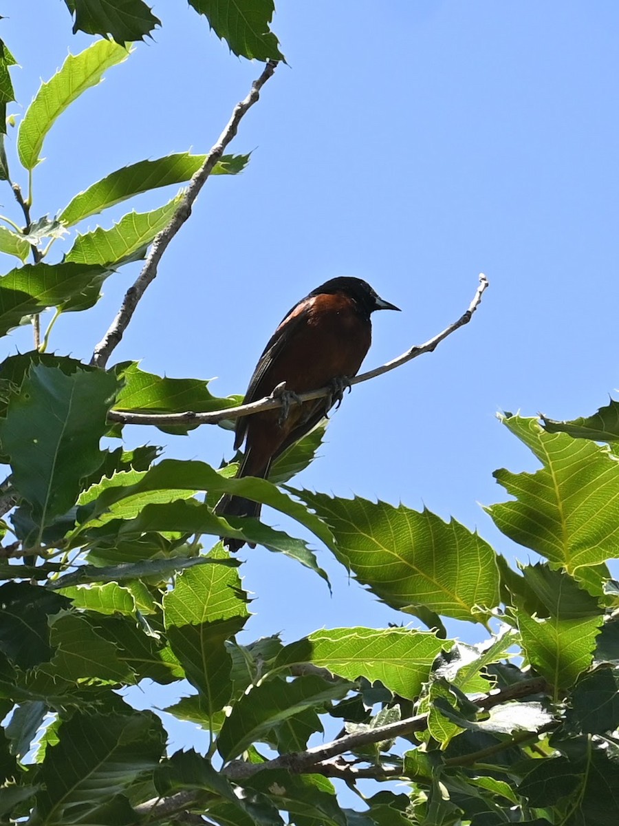 Orchard Oriole - ML620092292