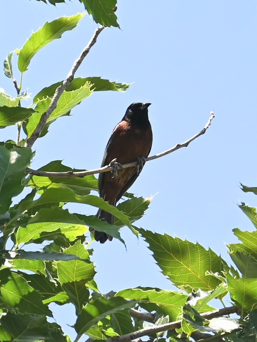 Orchard Oriole - ML620092293