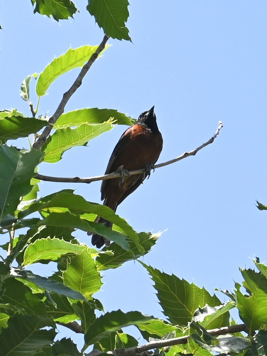 Orchard Oriole - ML620092294