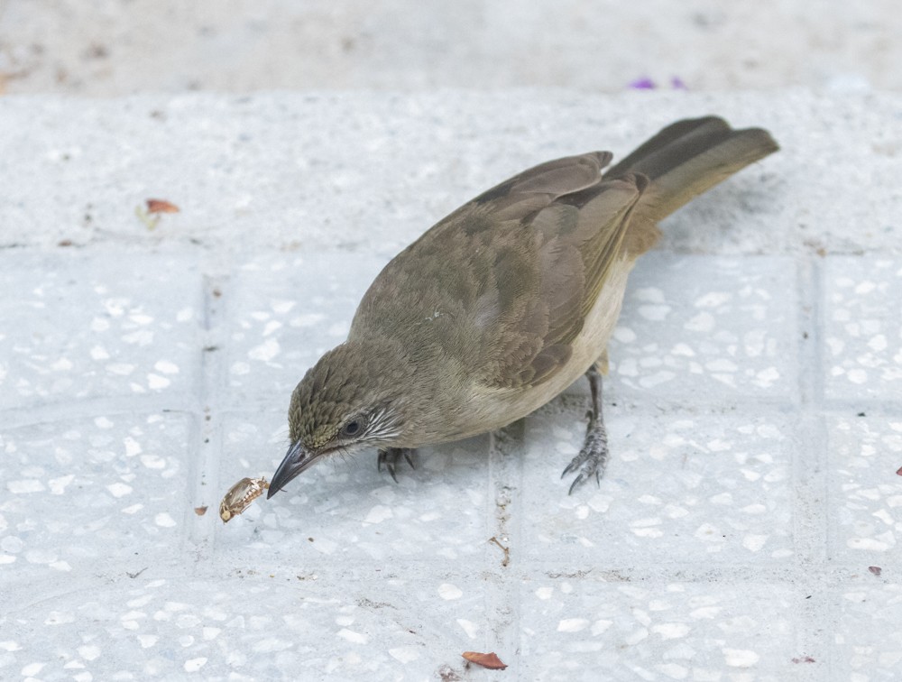 Streak-eared Bulbul - ML620092295