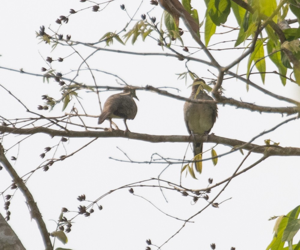 Zebra Dove - ML620092304