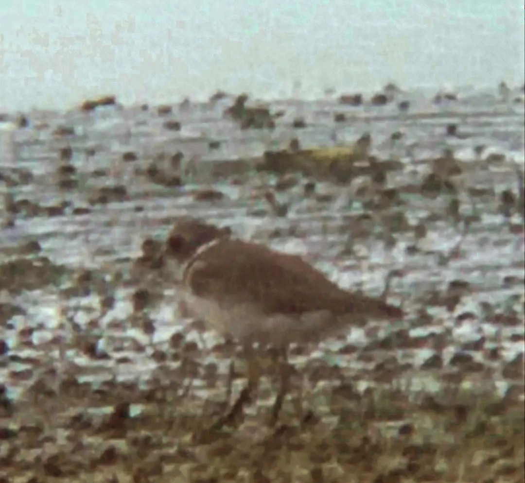 Semipalmated Plover - ML620092309