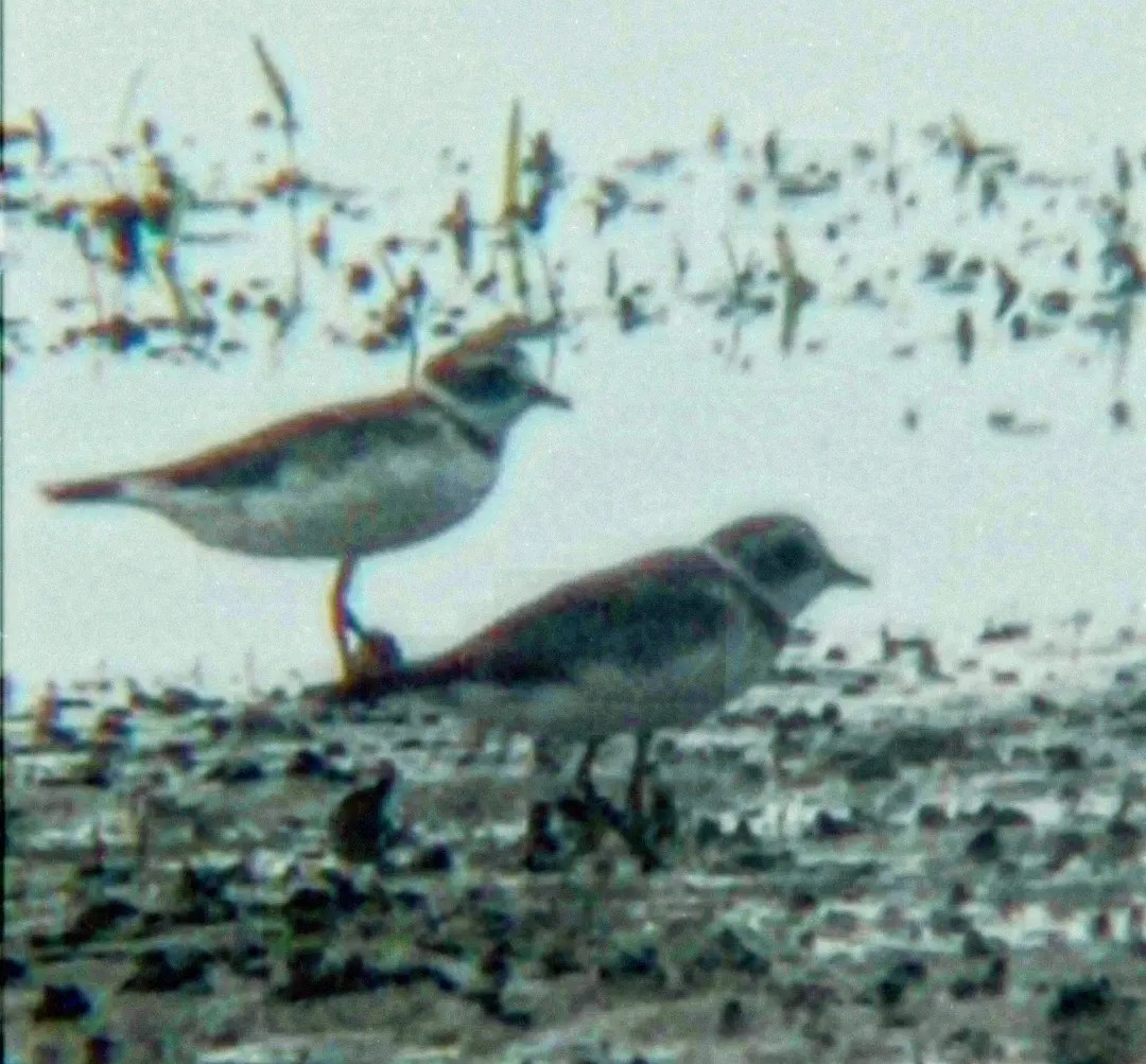 Semipalmated Plover - ML620092310