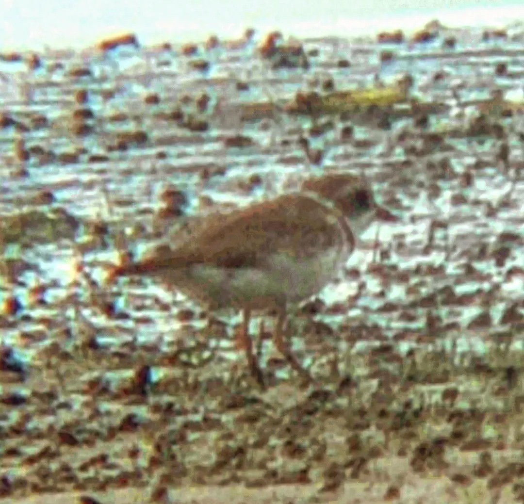 Semipalmated Plover - ML620092311