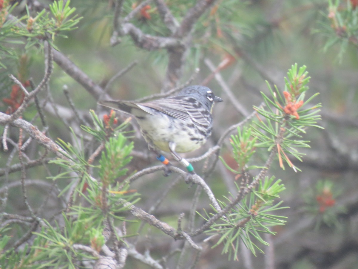 Kirtland's Warbler - ML620092319