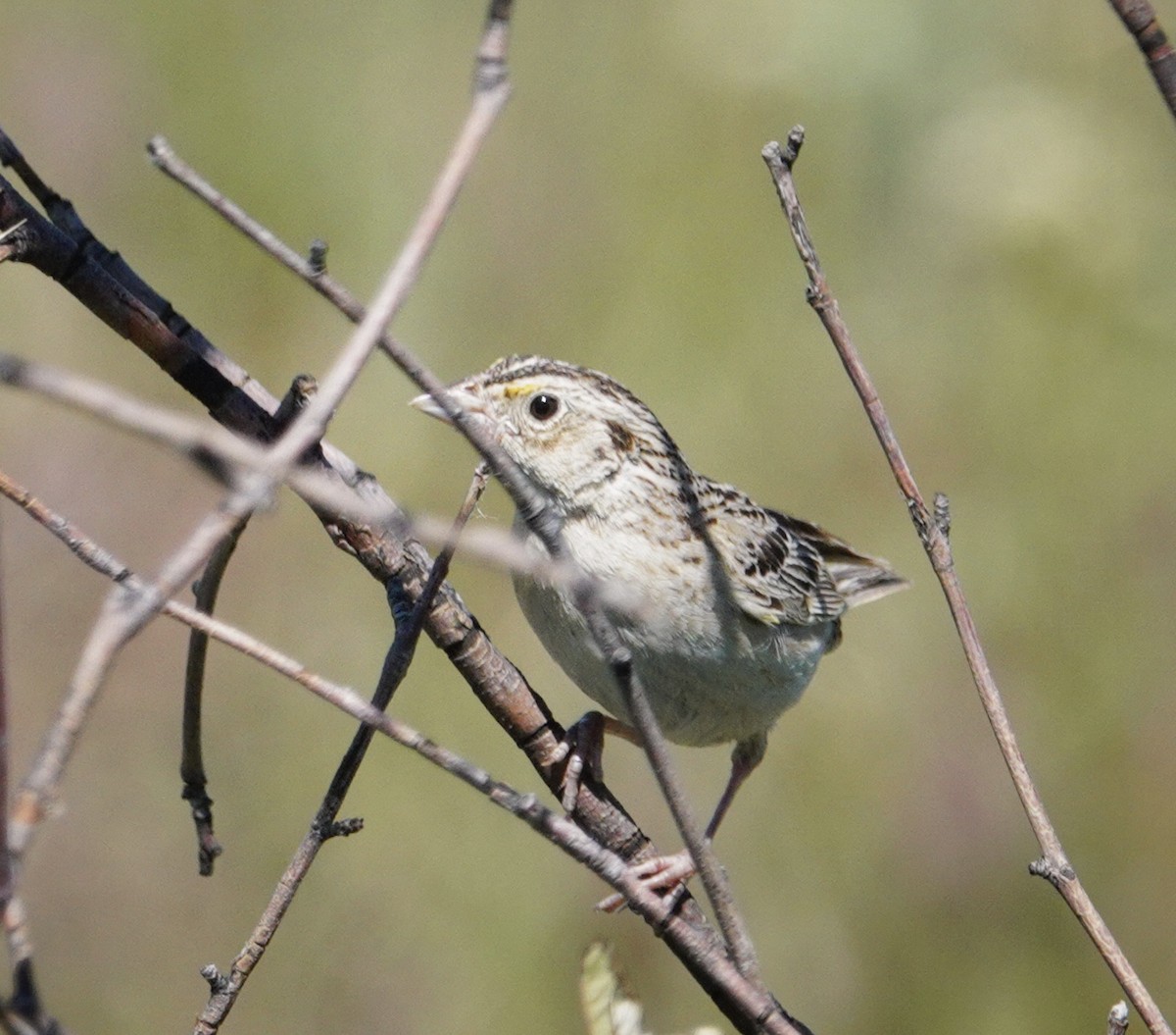 Grasshopper Sparrow - ML620092322