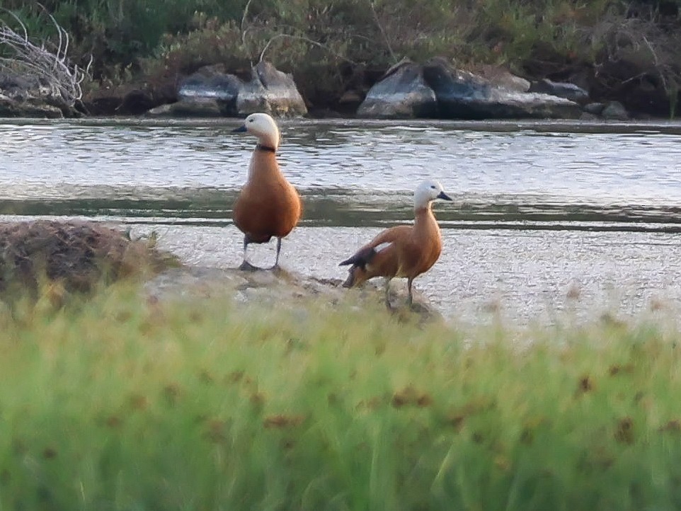 Ruddy Shelduck - ML620092325