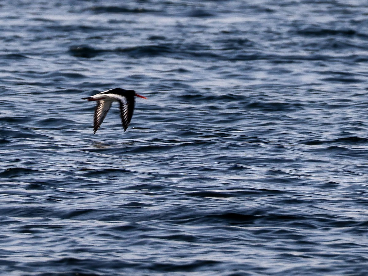 Eurasian Oystercatcher - Muammer Ülker