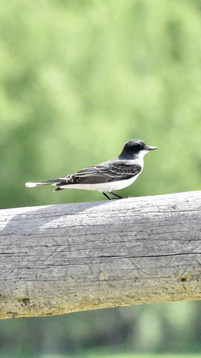 Schieferrücken-Königstyrann - ML620092335