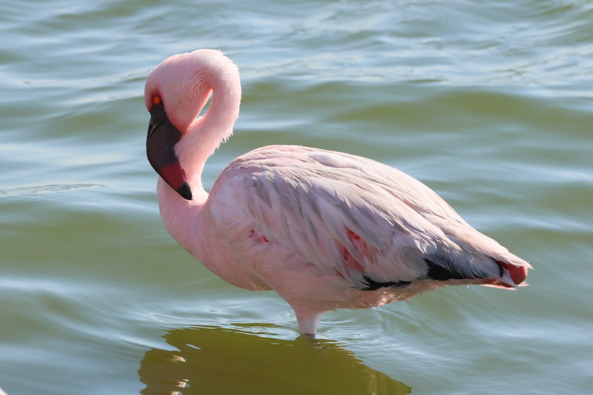 Küçük Flamingo - ML620092340
