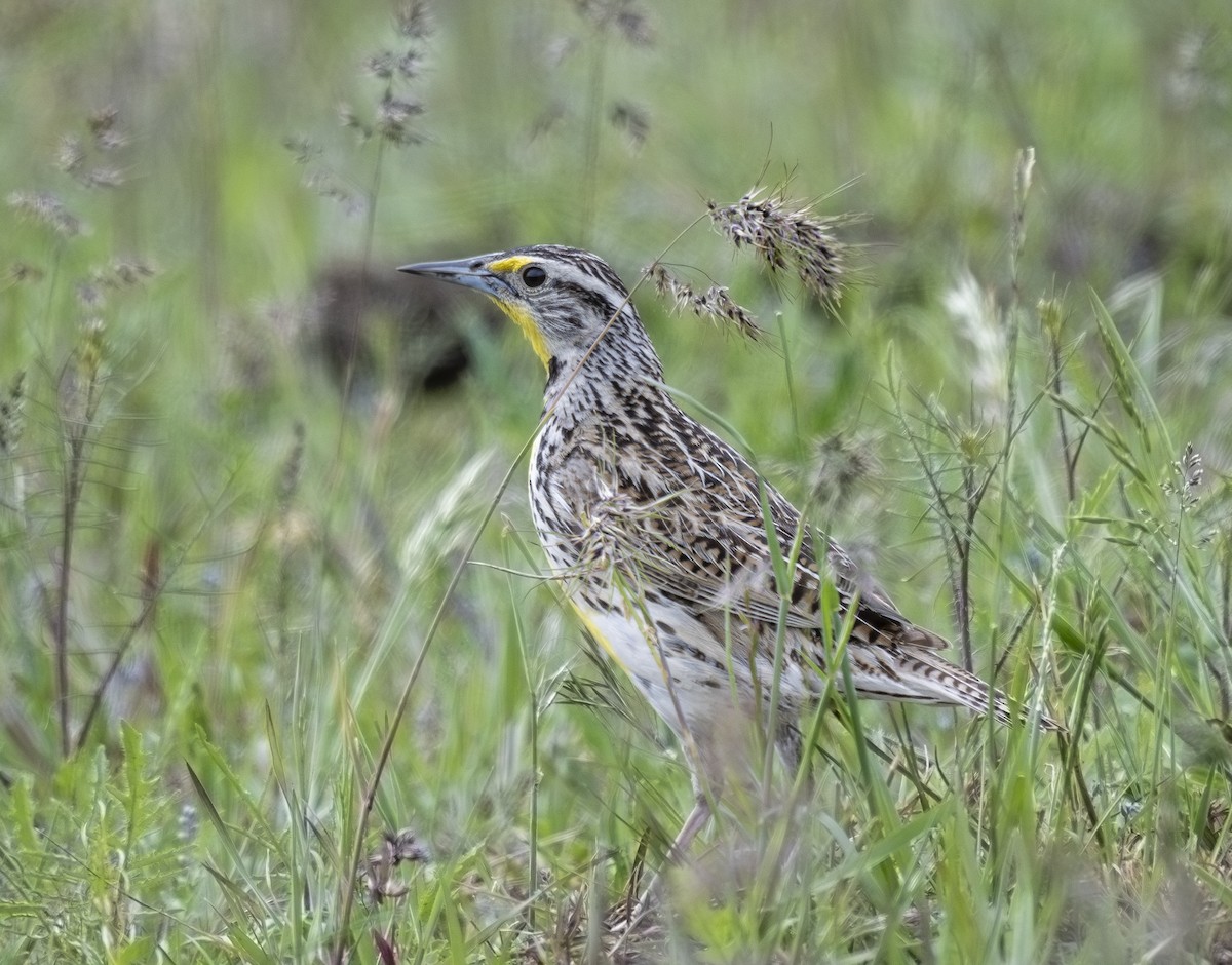 Western Meadowlark - ML620092347