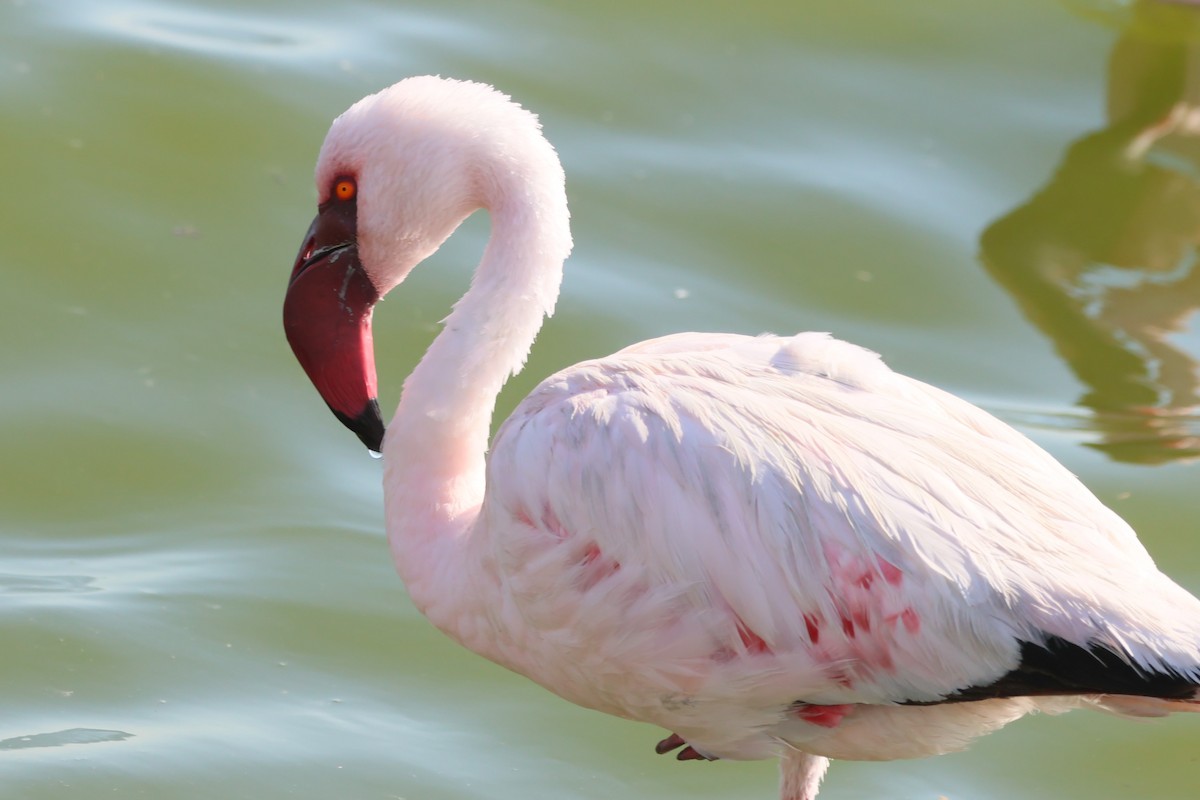 Lesser Flamingo - ML620092357