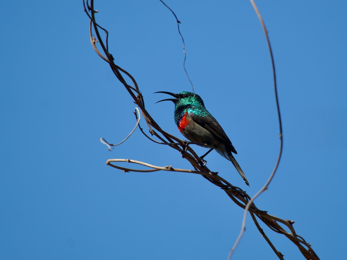Southern Double-collared Sunbird - ML620092370