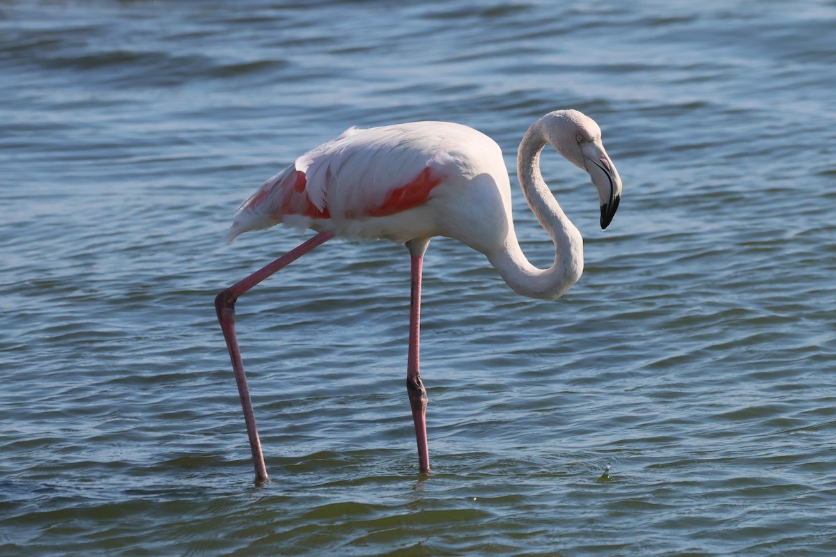 Greater Flamingo - ML620092372