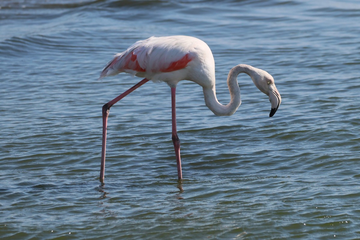 Greater Flamingo - ML620092373