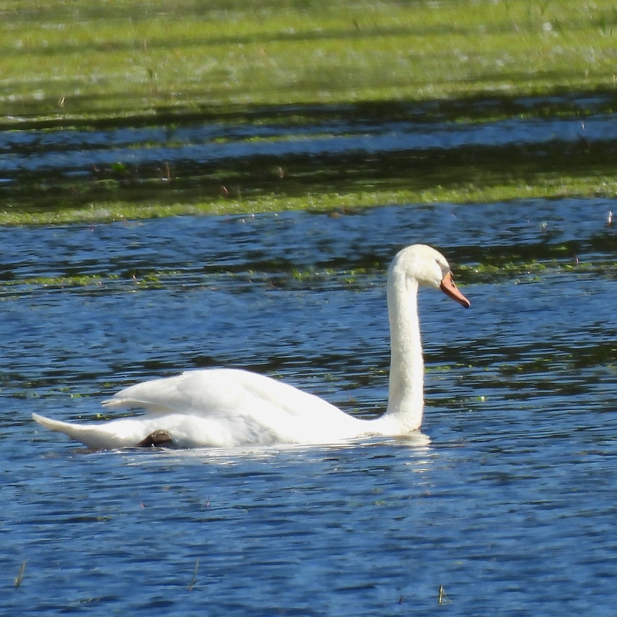 Mute Swan - ML620092374