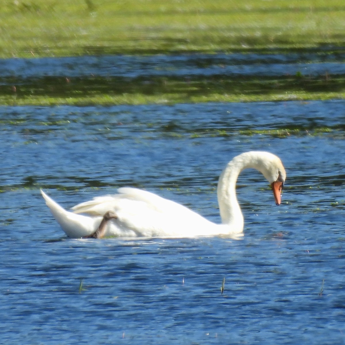 Mute Swan - ML620092375