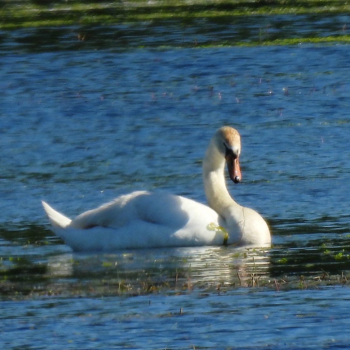 Mute Swan - ML620092376