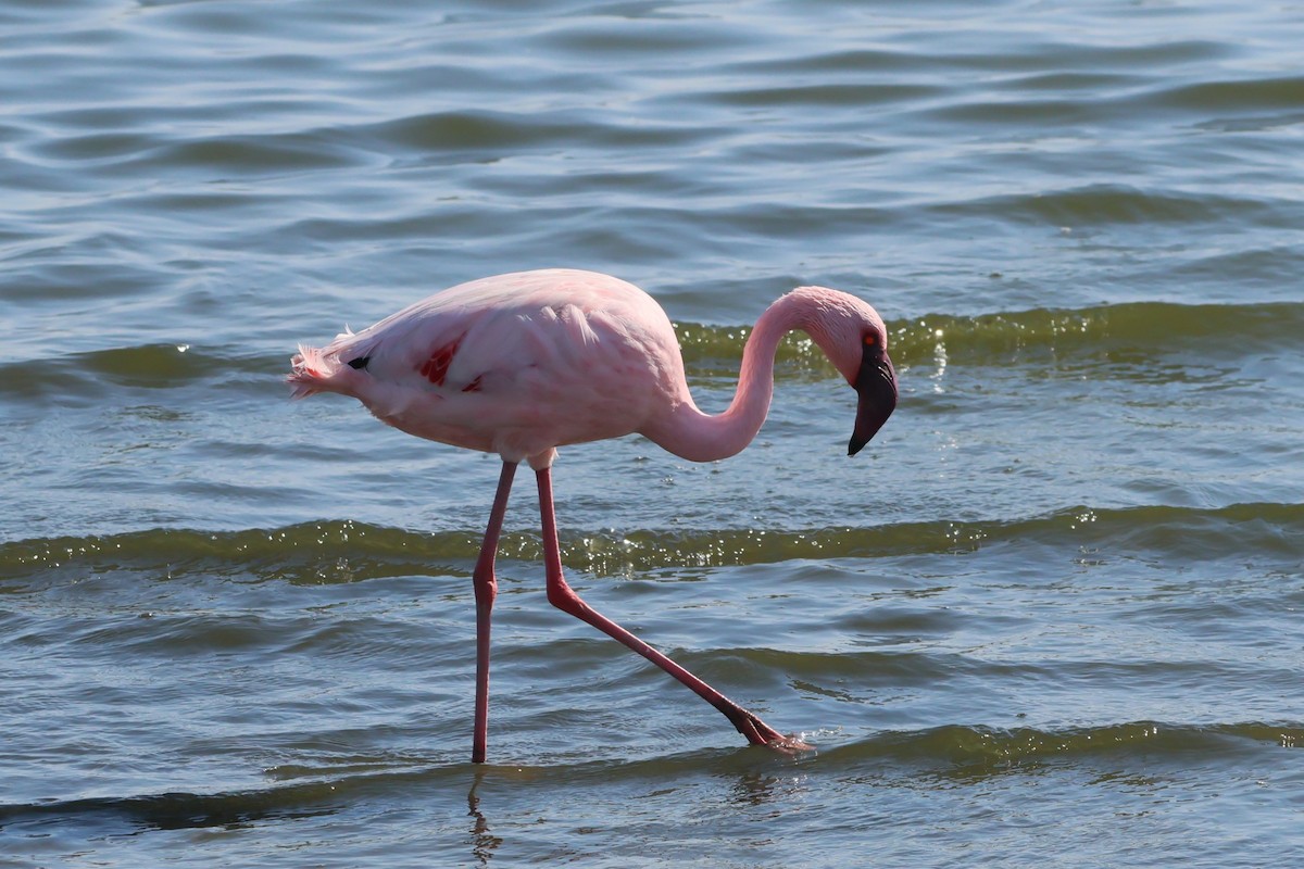 Küçük Flamingo - ML620092399