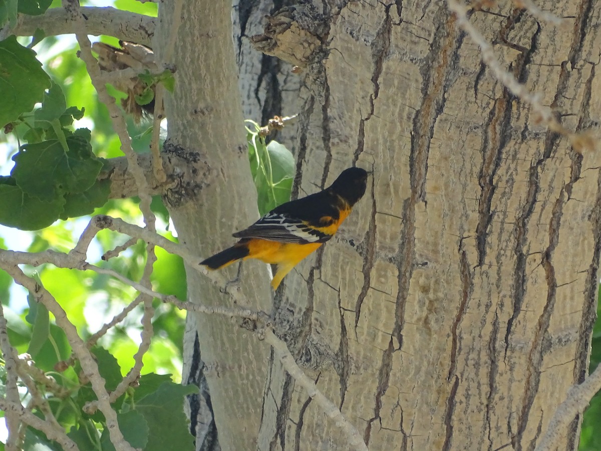 Bullock's x Baltimore Oriole (hybrid) - ML620092405