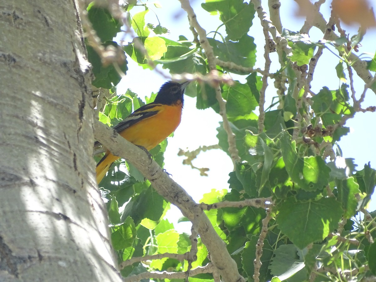 Hybride Oriole de Bullock x O. de Baltimore - ML620092408