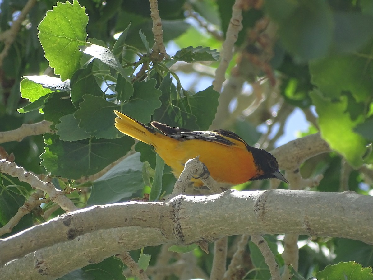 Bullock's x Baltimore Oriole (hybrid) - ML620092410