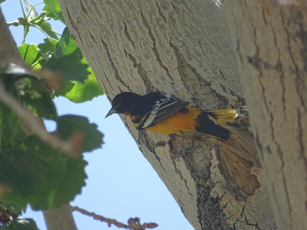 Bullock's x Baltimore Oriole (hybrid) - ML620092411