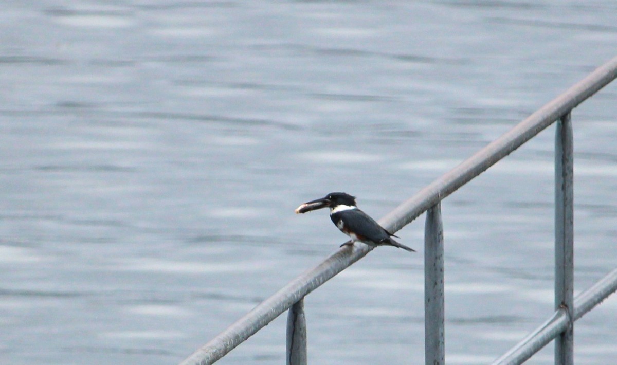 Belted Kingfisher - ML620092413