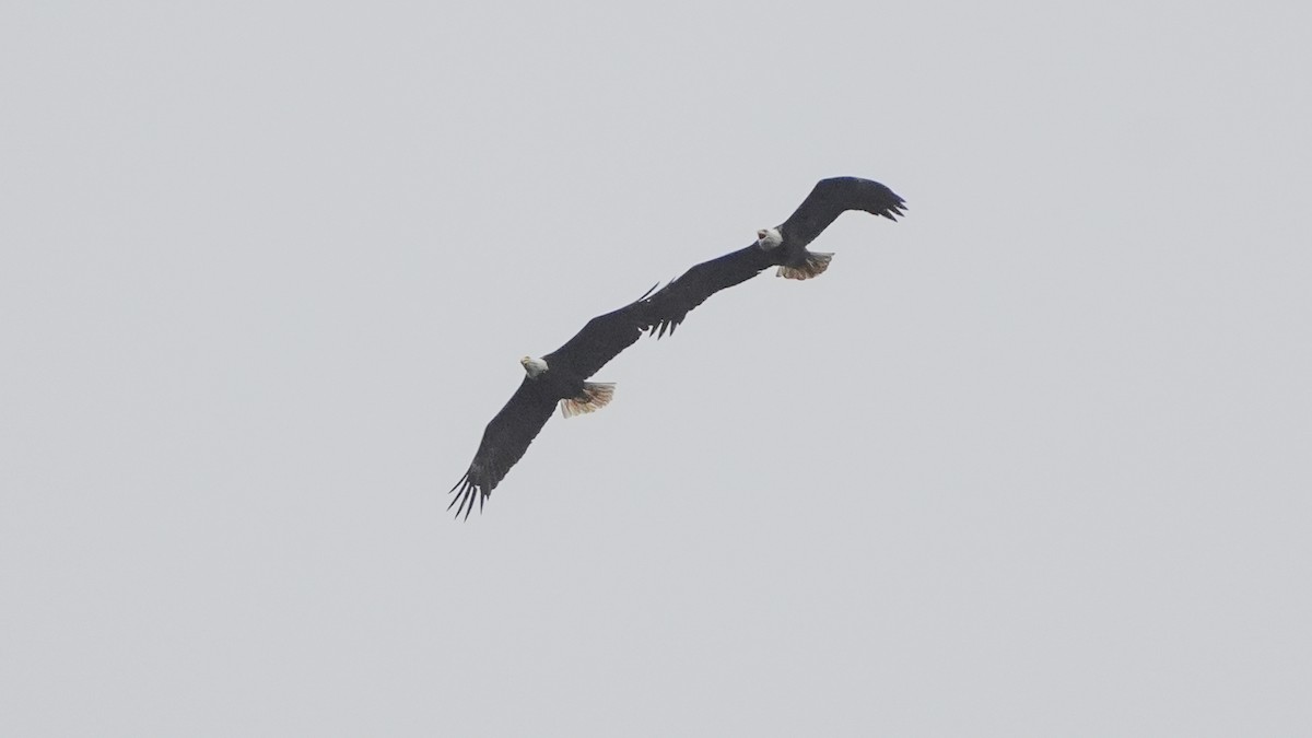 Bald Eagle - ML620092415