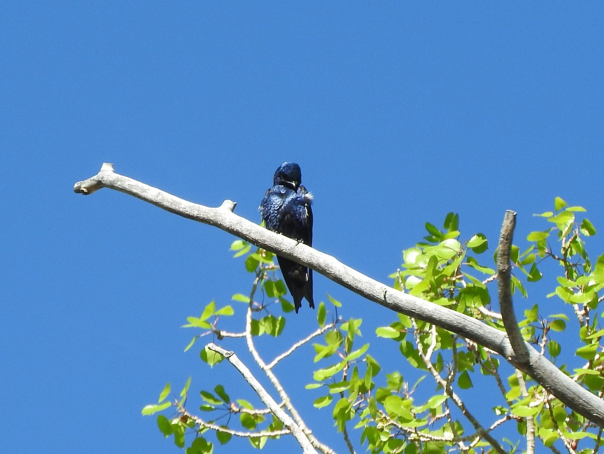 Purple Martin - ML620092427