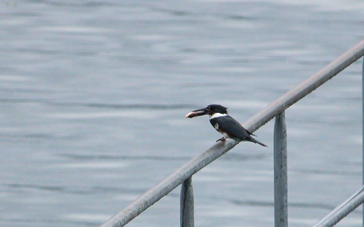 Belted Kingfisher - ML620092433