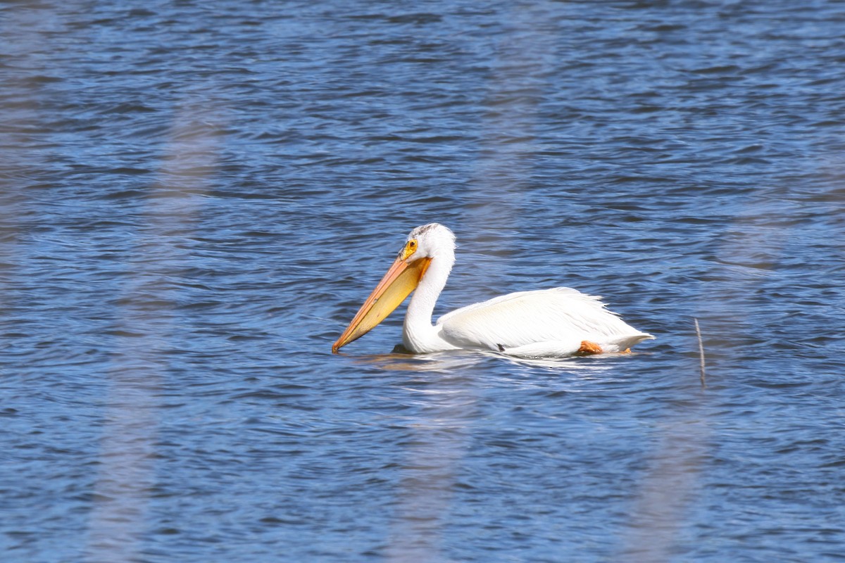 American White Pelican - ML620092443