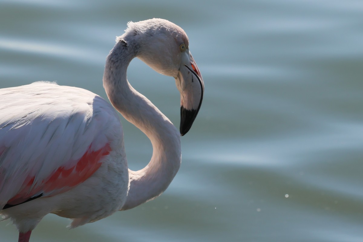 Greater Flamingo - ML620092450