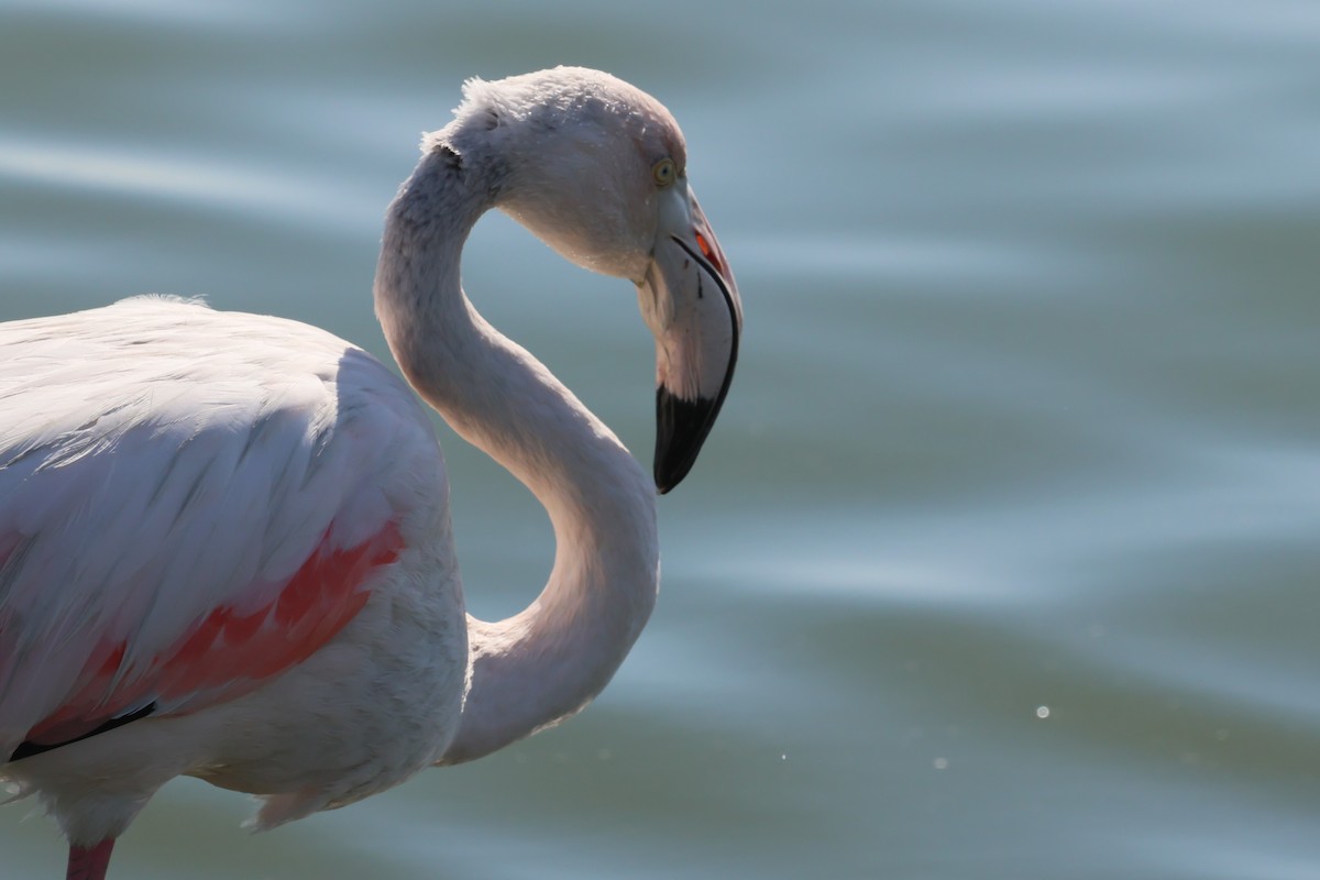 Flamant rose - ML620092450