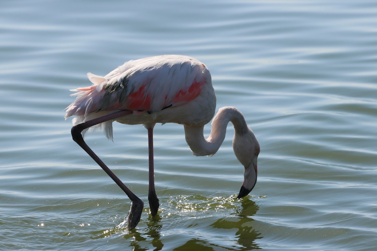 Greater Flamingo - ML620092452