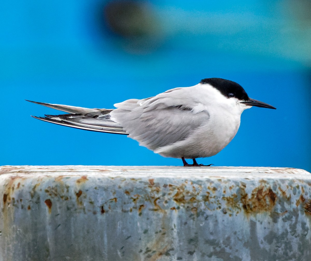 Common Tern (longipennis) - ML620092453